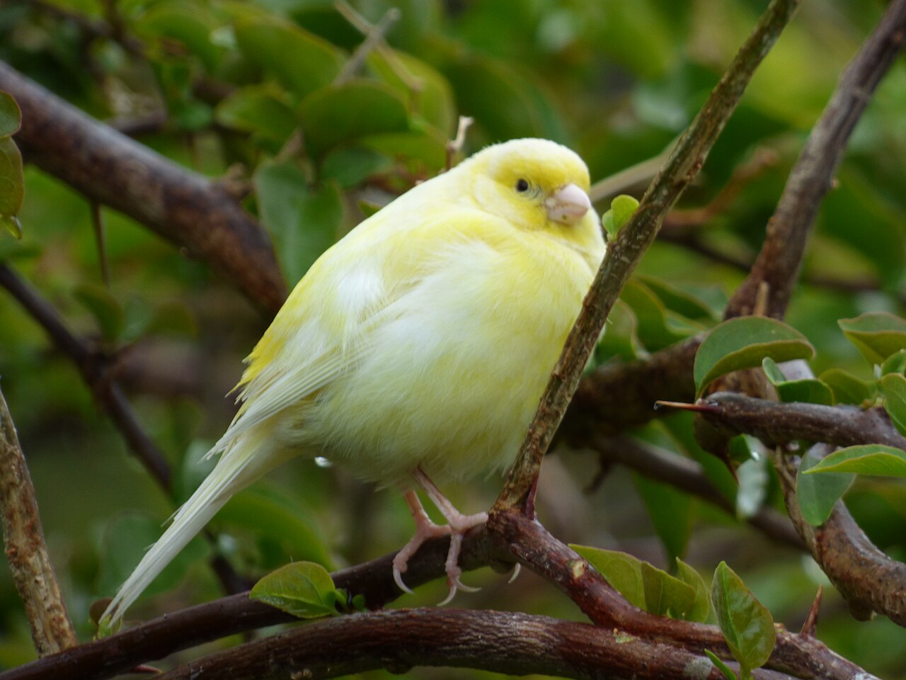 Canario amarillo