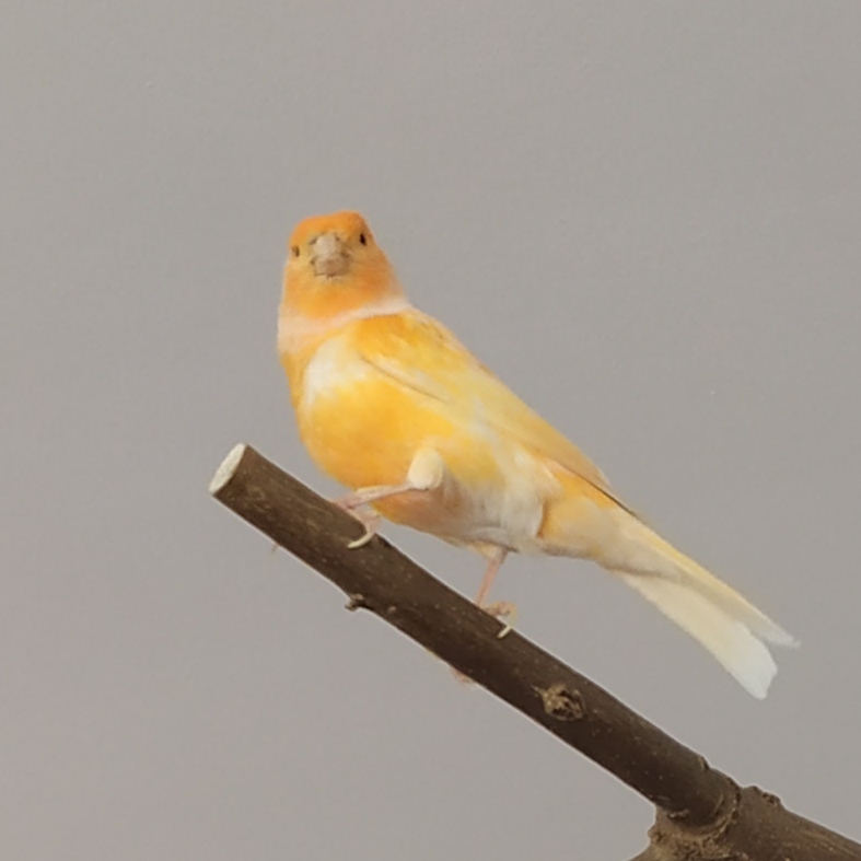 Canario