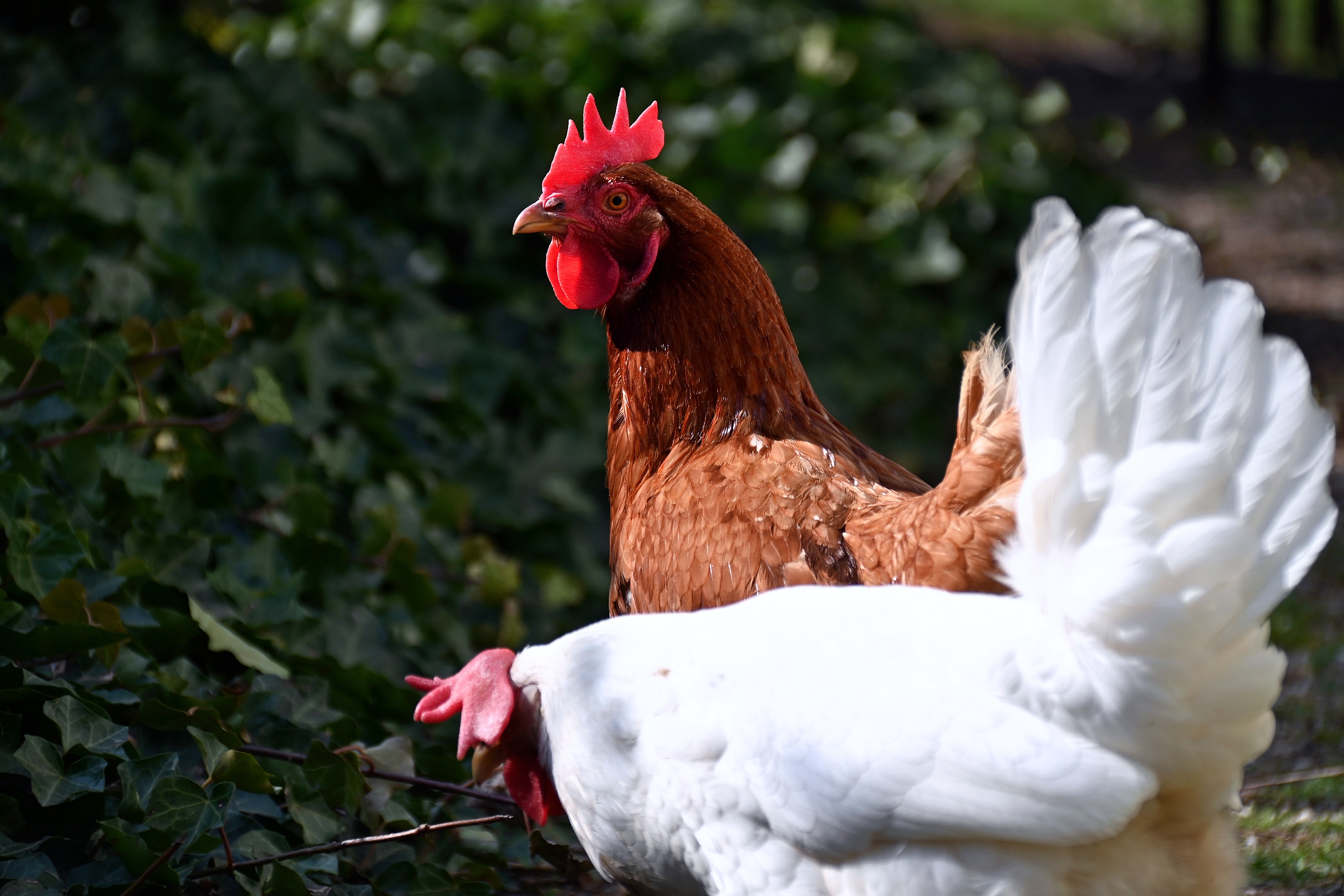 Gallinas en jardín