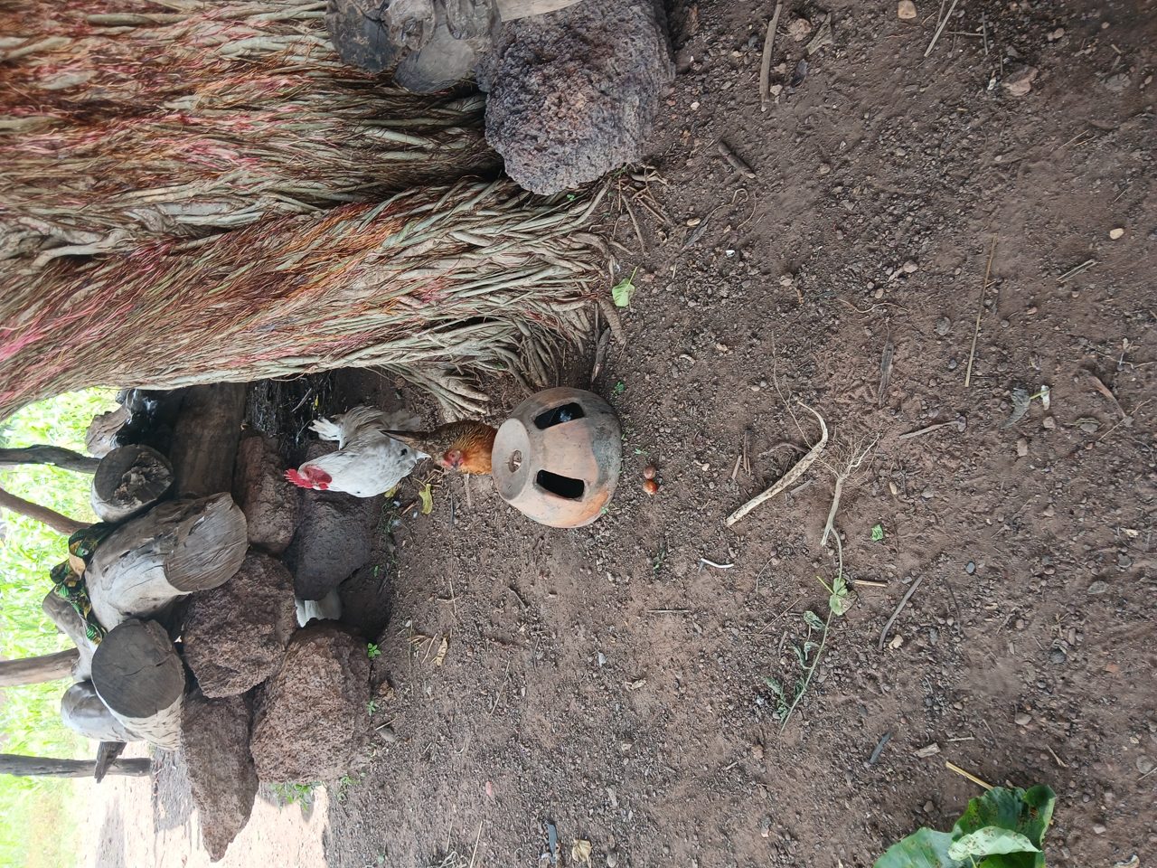Gallina bebiendo agua