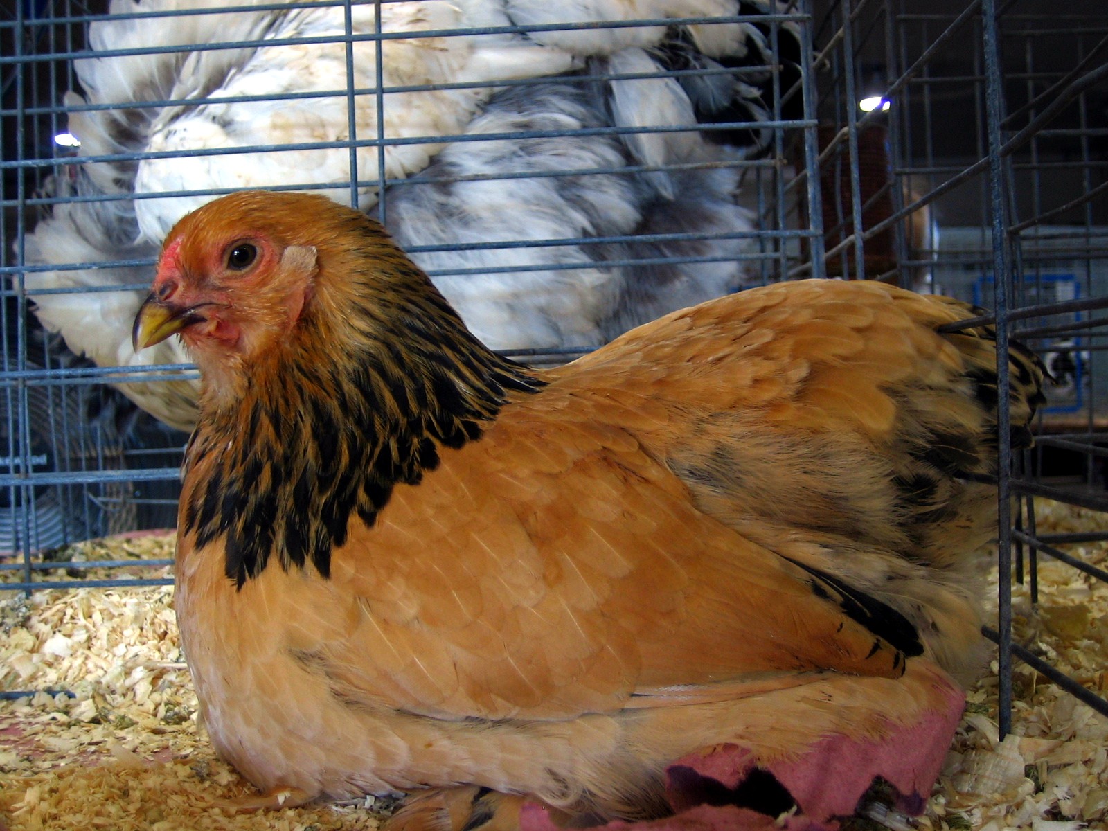 Gallina en un entorno de venta o exposición avícola