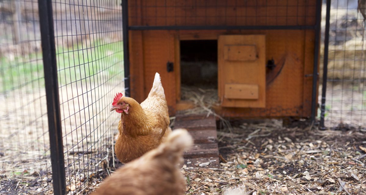 Gallinero de madera con rampa y cercado, con gallinas dentro