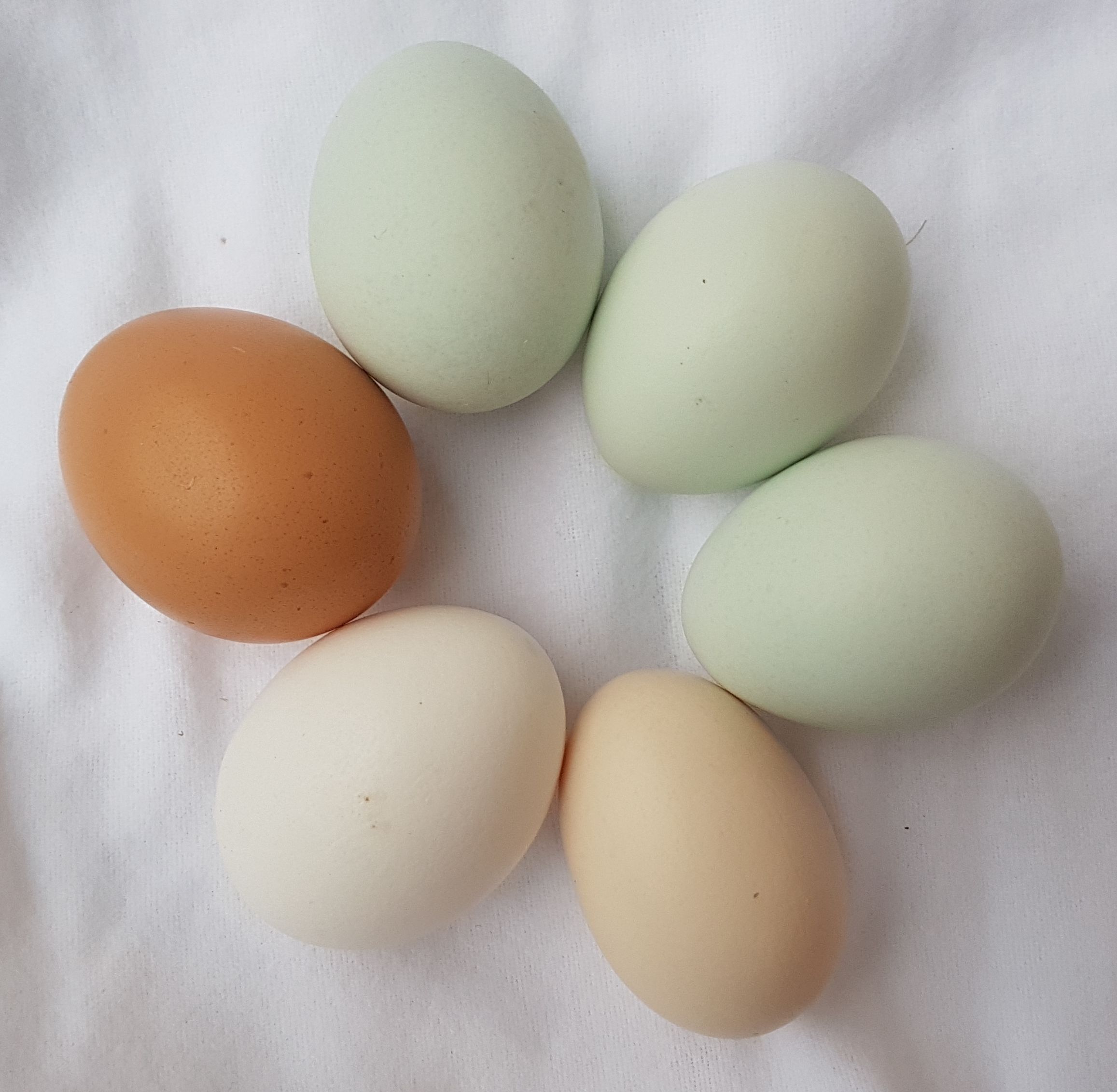 Huevos de colores naturales