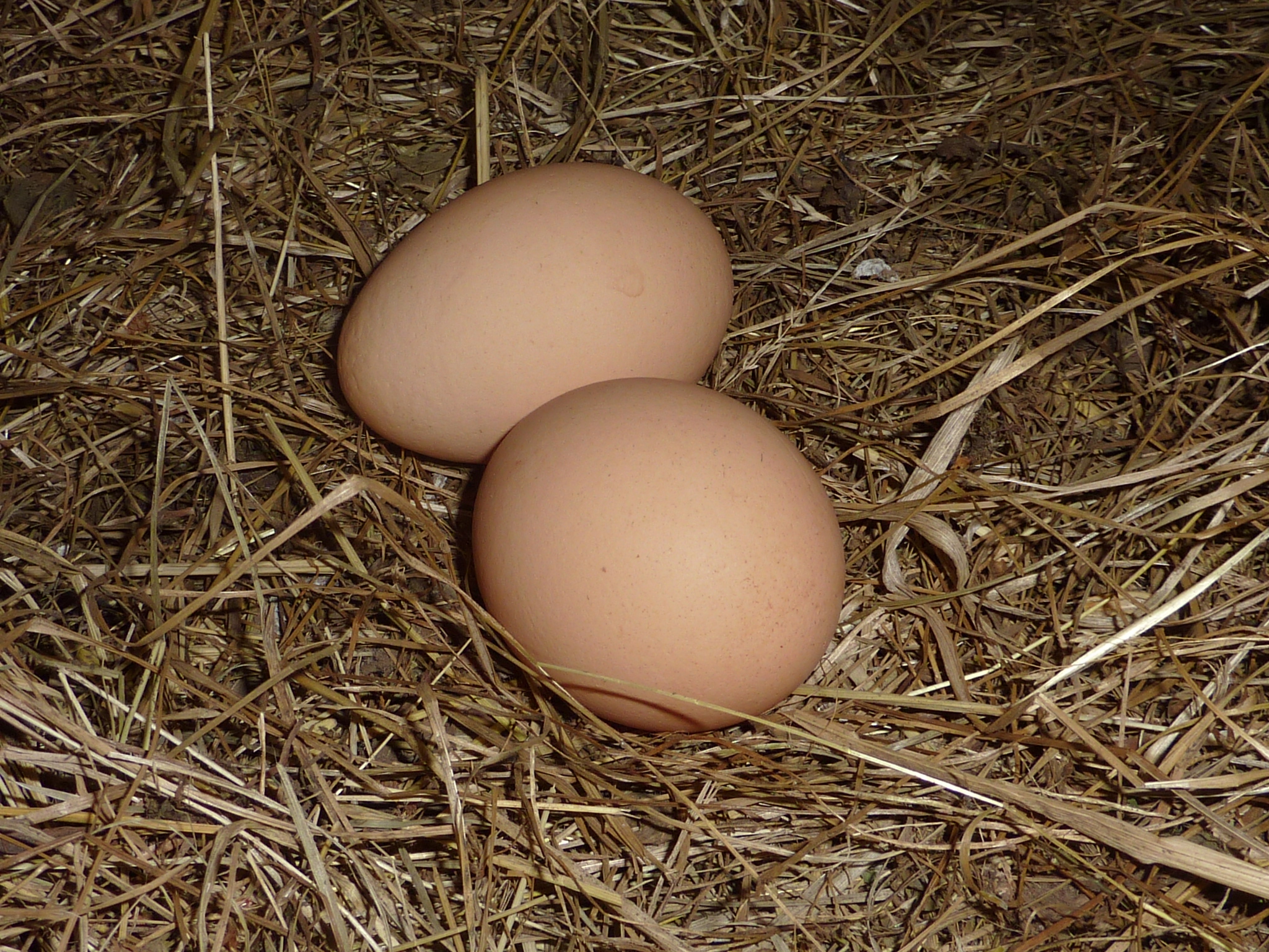 Huevos en el nido
