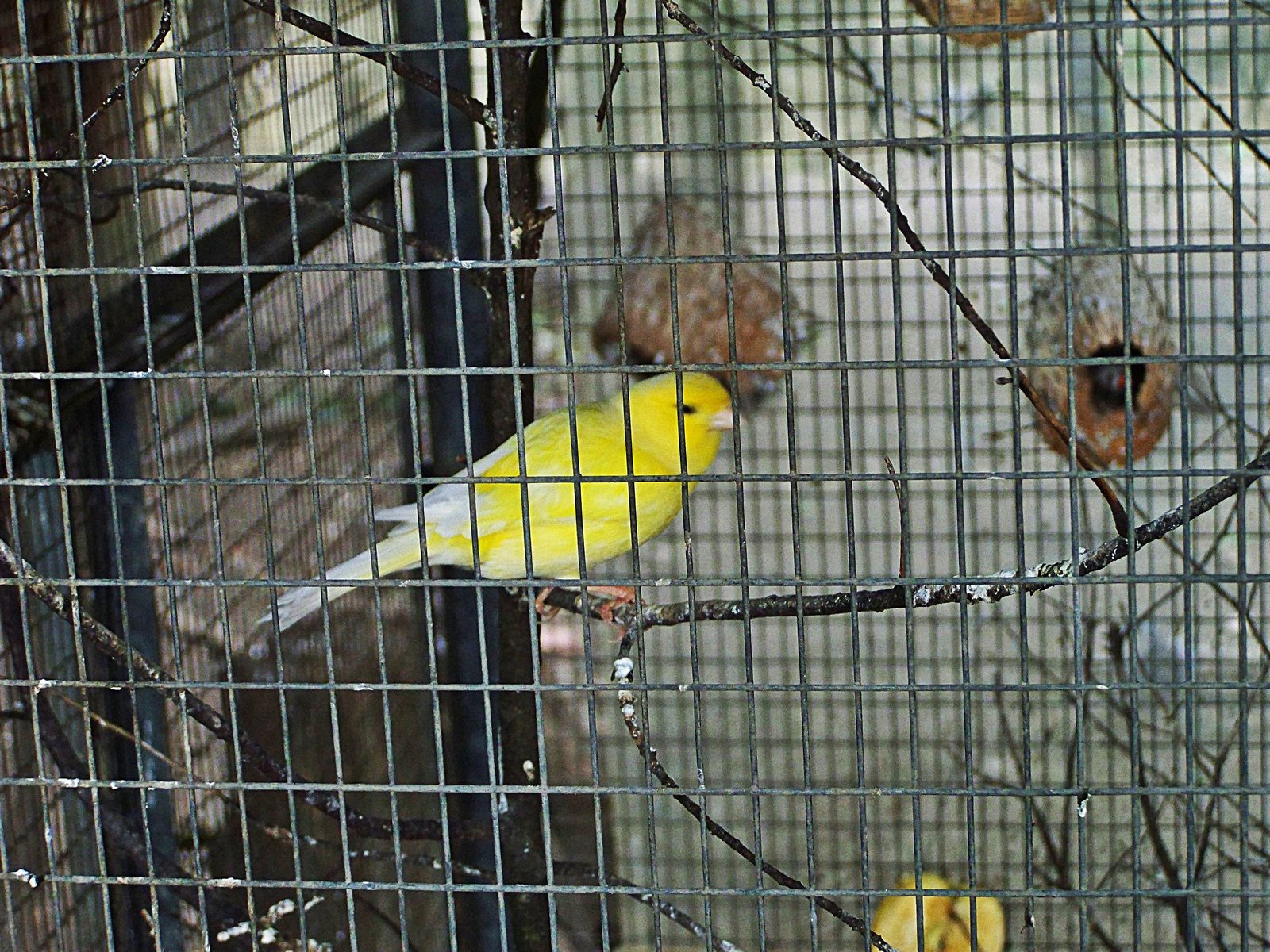 Canario en su jaula, con comedero y percha