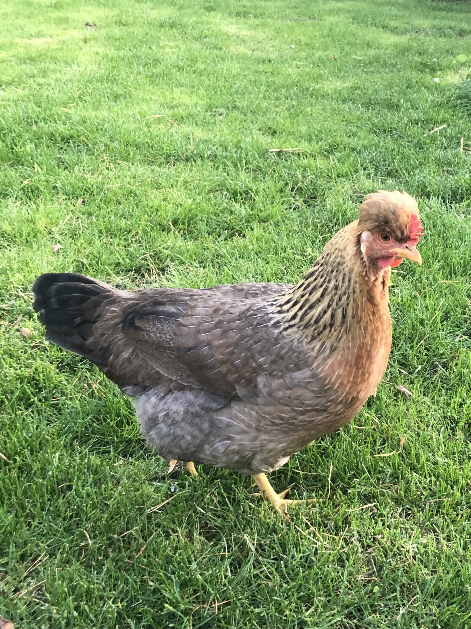 Gallina ponedora