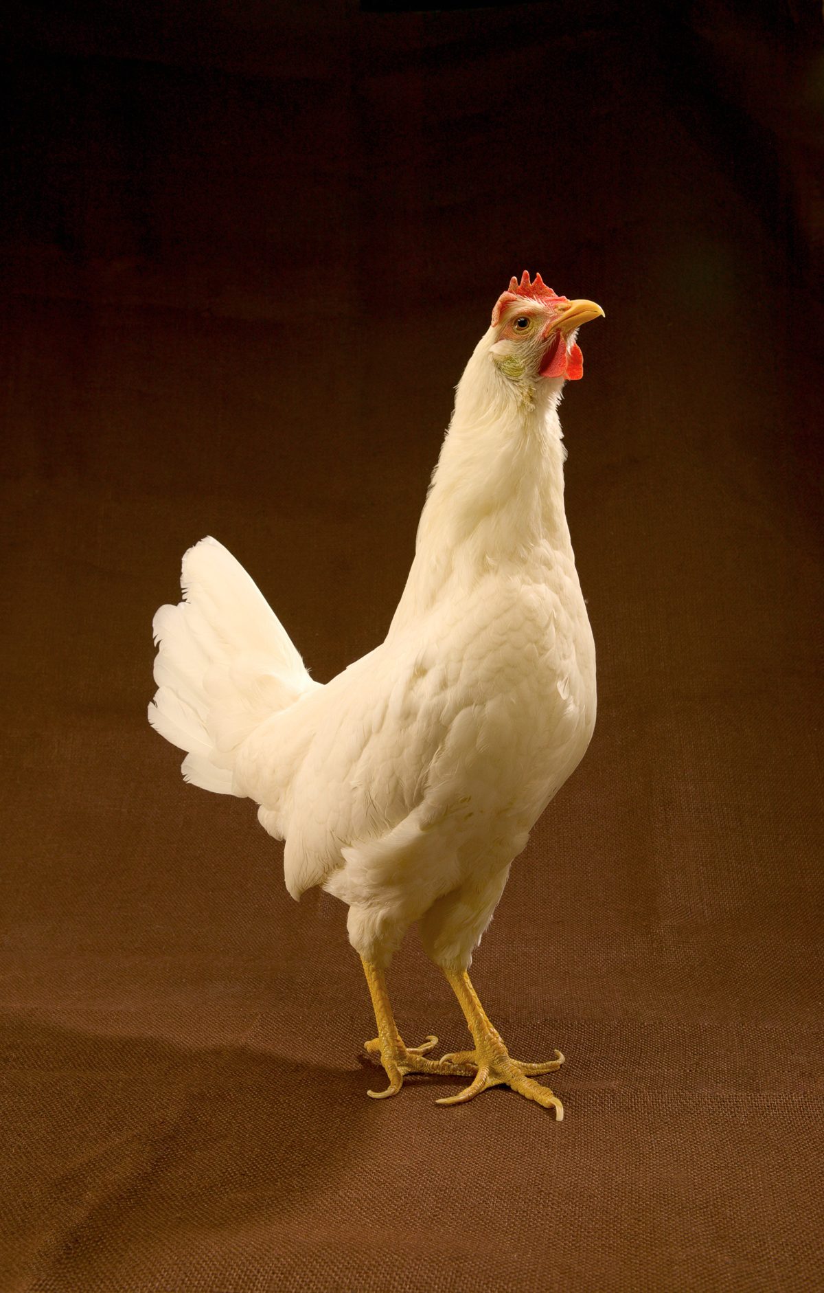 Gallina Leghorn blanca