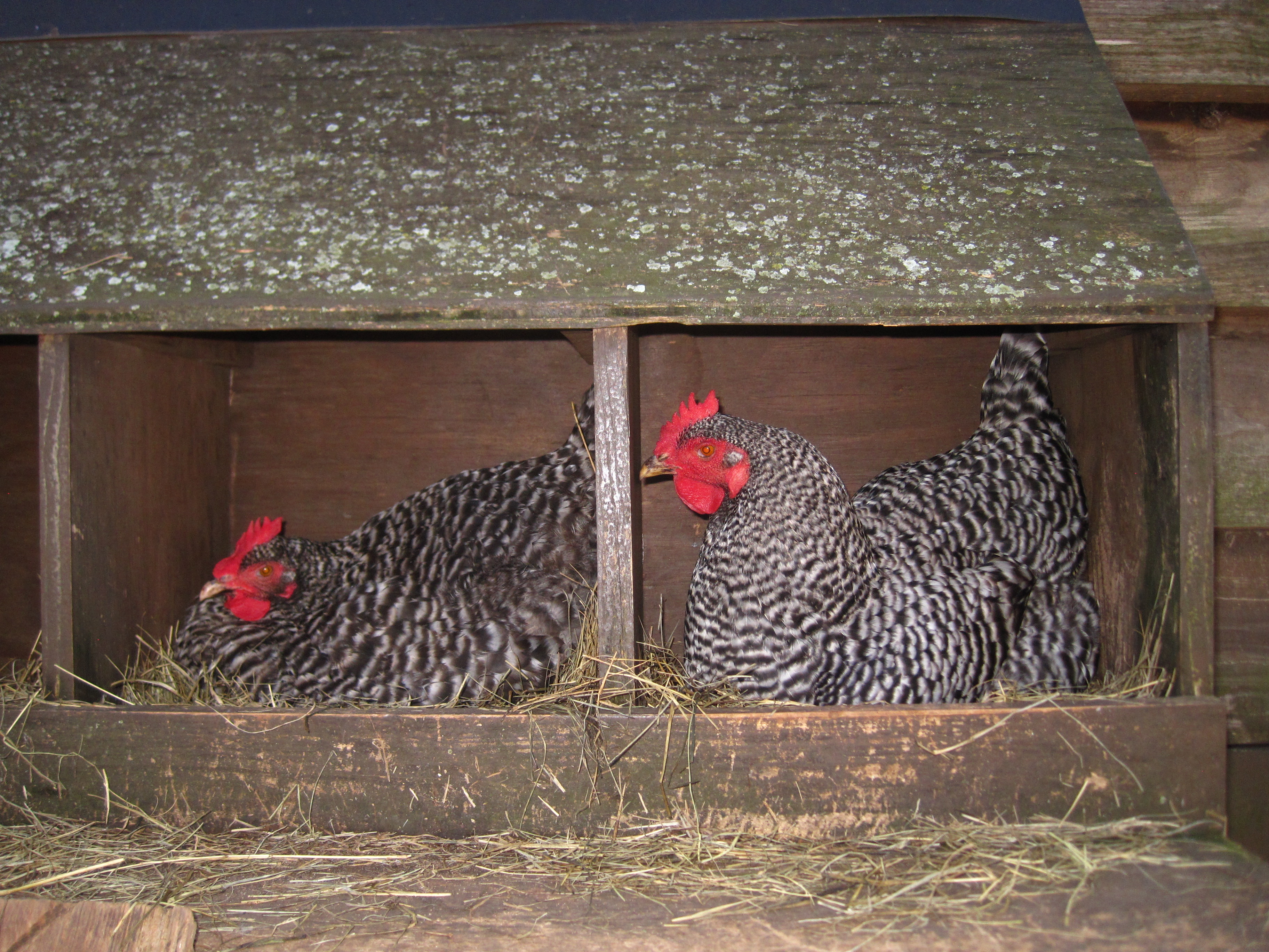 Gallinas en nidos