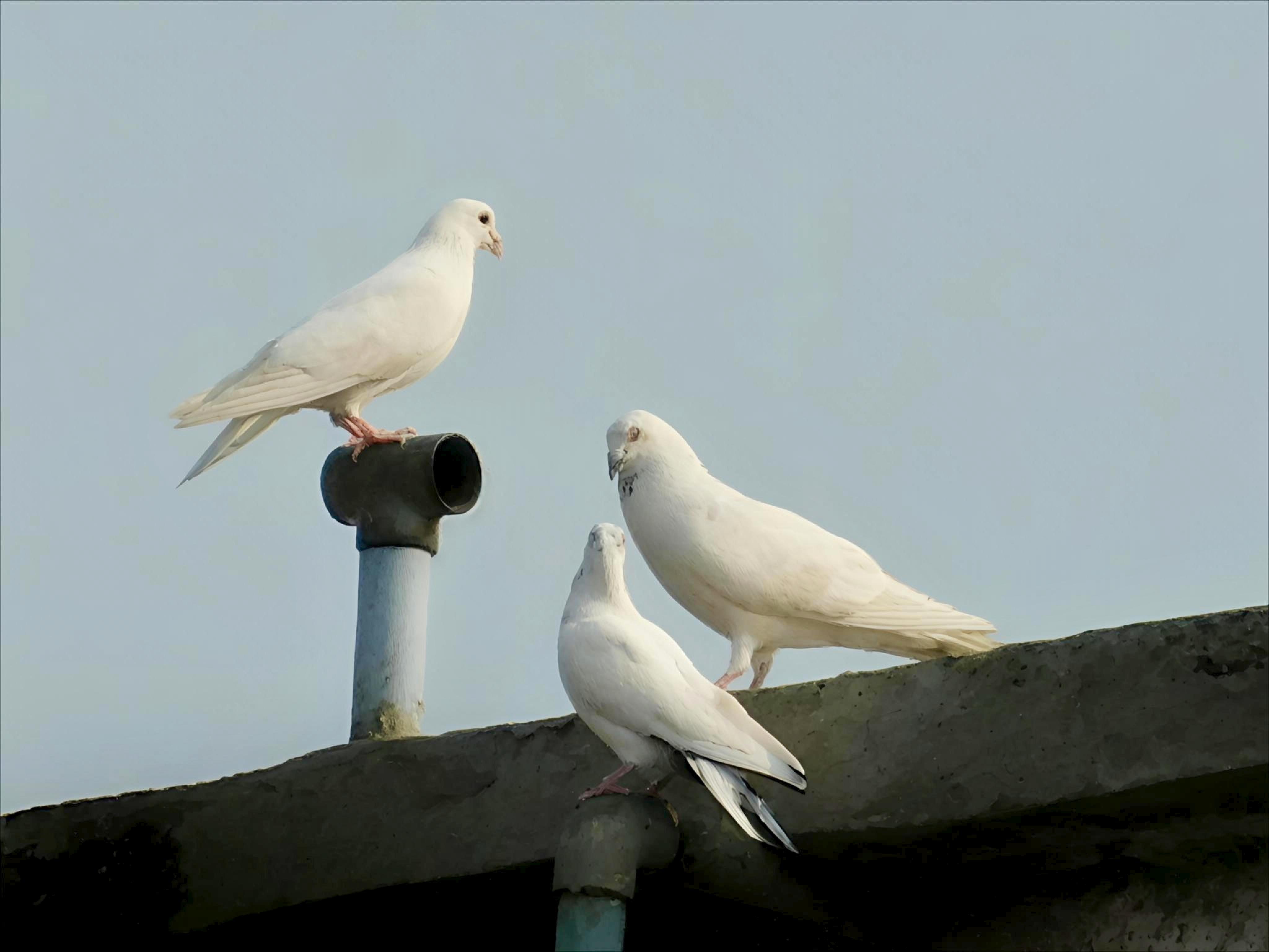 Palomas mensajeras