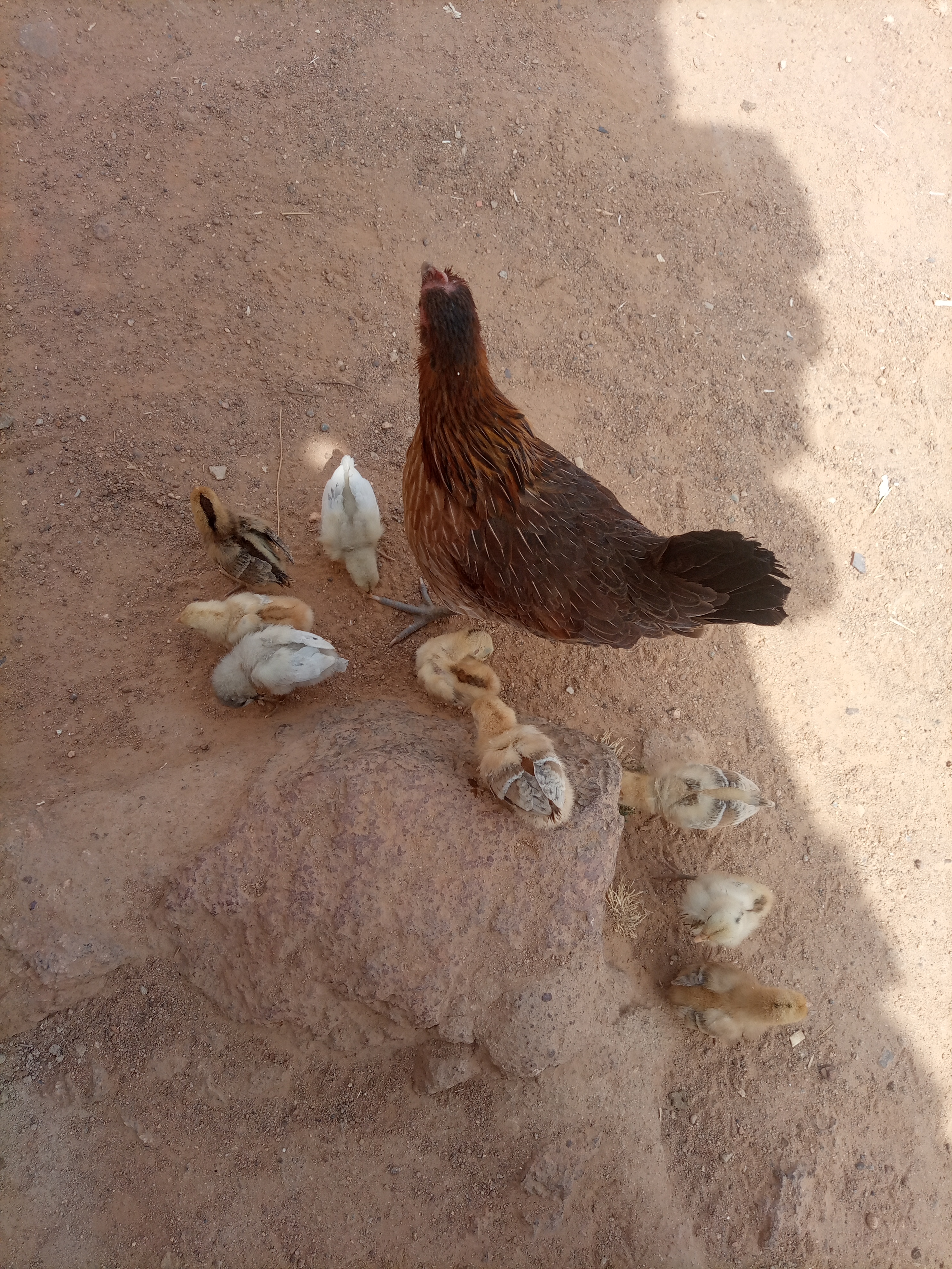 Gallinas comiendo pienso