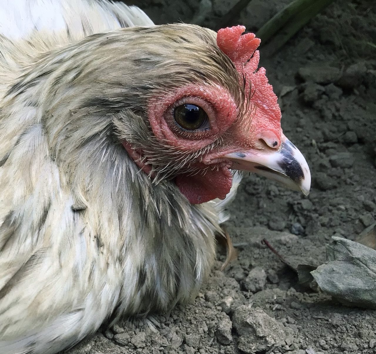 Gallina dándose un baño de polvo