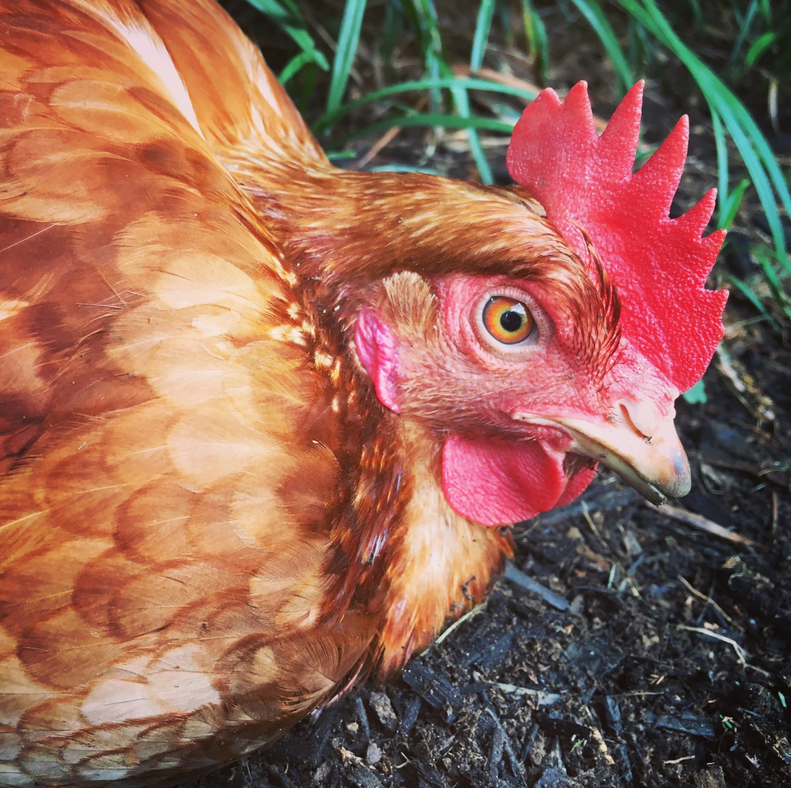 Gallina rubia ponedora